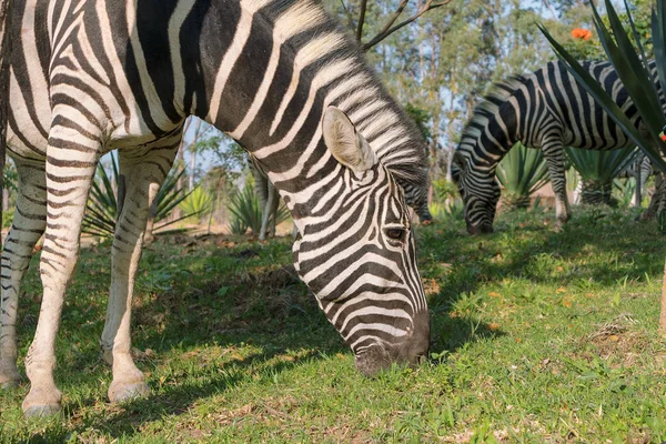 Zebrák füvet eszik. Lubango. Angola. — Stock Fotó