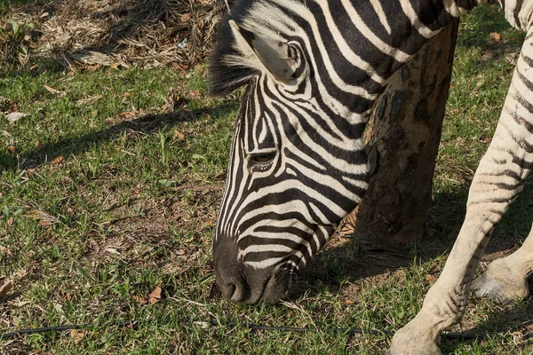 Zebra gras eten. Lubango. Angola. — Stockfoto