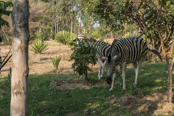 Zebra legelnek. Lubango. Angola. — Stock Fotó