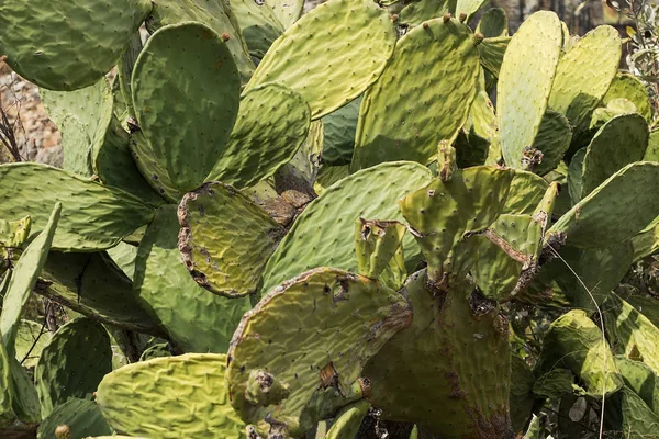 Afrika kaktüs yakın çekim.