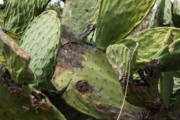 Gros plan sur le cactus africain . — Photo