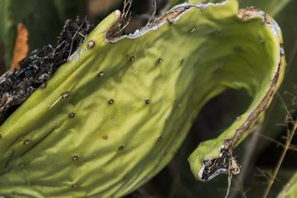 Gros plan sur le cactus africain . — Photo