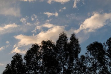 Ormanda gün batımı.