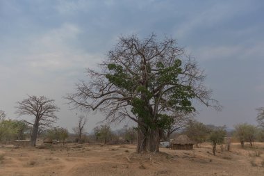 Afrika'nın ünlü ağaç. Baobab. Afrika Angola.Famous ağacı. Bao