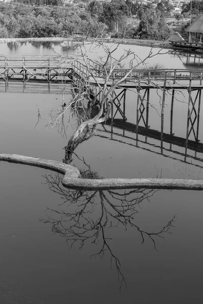 Minimalist image of dry tree with reflection in water. Black and