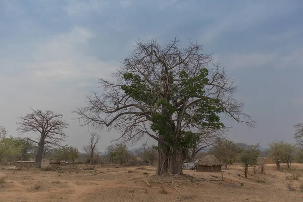 Célèbre arbre d'Afrique. Baobab. Angola.Célèbre arbre d'Afrique. Bao ! — Photo