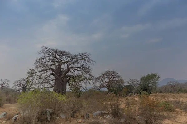 Célèbre arbre d'Afrique. Baobab. Angola . — Photo