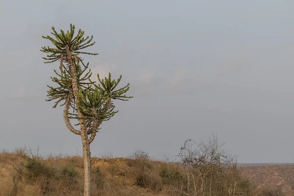 Un cactus africain. Angola . — Photo