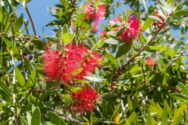 ormandaki Puffs neptunia çiçek.