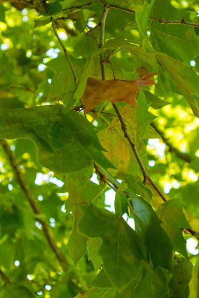 Folha velha no meio de folhas verdes . — Fotografia de Stock