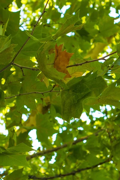 Folha velha no meio de folhas verdes . — Fotografia de Stock