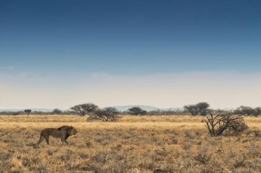 Aslan Afrika Savannah'ın üzerinde yürüme. Etkin. Namibya.