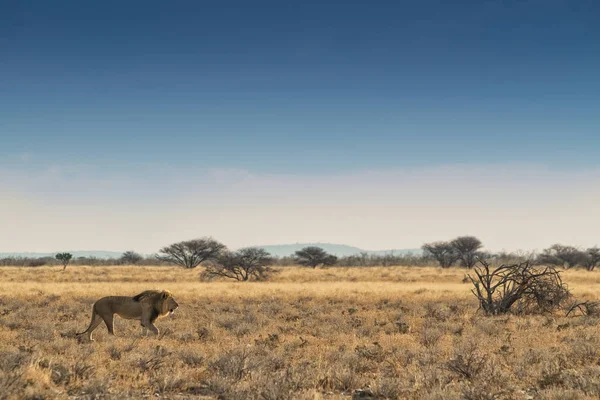 Lion marchant sur la savane africaine. Etosha. Namibie . — Photo