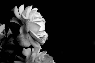 siyah arka plan üzerine izole yaban gülü. Siyah beyaz versiyonu