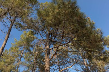 Aşağıdan görmüş çam ağaçları.