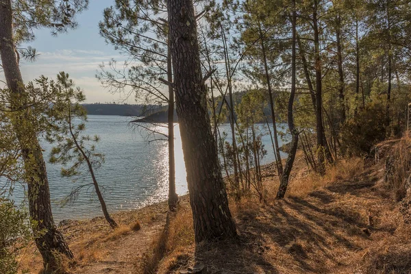 Vista del lago con pinos al atardecer . — Foto de Stock