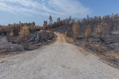 Portekiz yanmış ormanı.