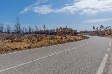 Ulusal yol yanmış ormanı ile. Portekiz