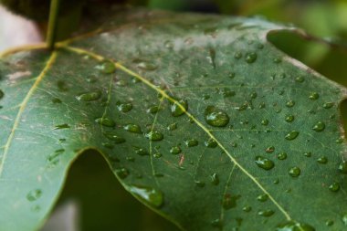 yağmur su damlaları ile yeşil yaprak.