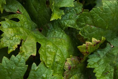 Yağmur su damlaları ile asma yaprağı.