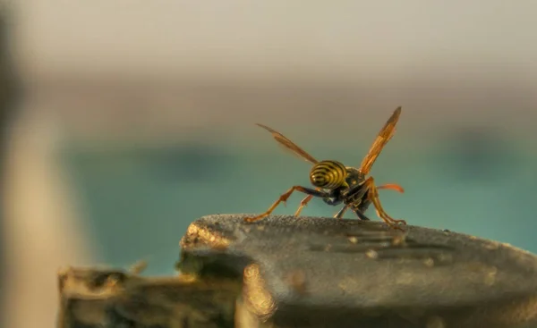 Zblízka Bee s otevřenými křídly. — Stock fotografie