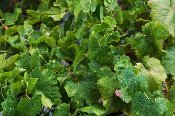 Vine leaves with drops of rain water. — Stock Photo, Image