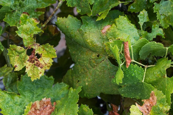 Liście winorośli z kropli wody deszczowej. — Zdjęcie stockowe