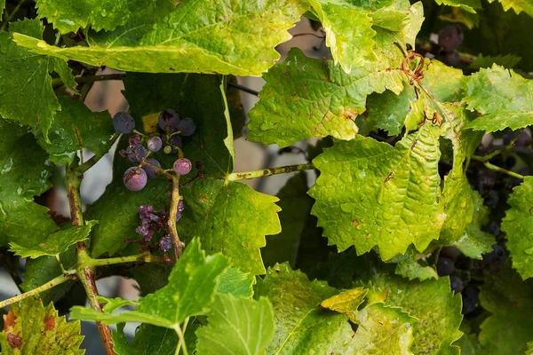 Vine leaves with drops of rain water. — Stock Photo, Image