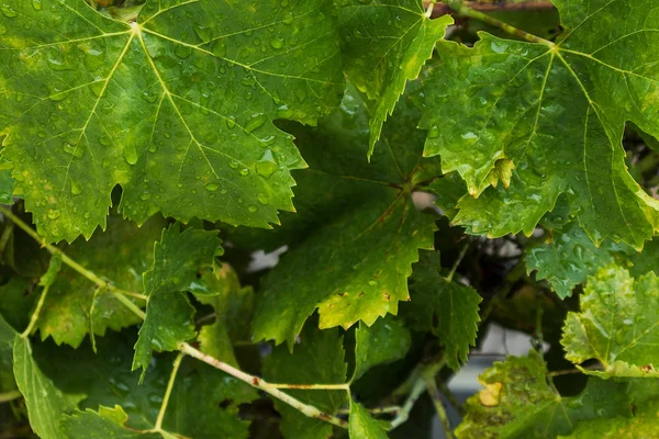 빗 물 방울과 포도 나무 잎. — 스톡 사진