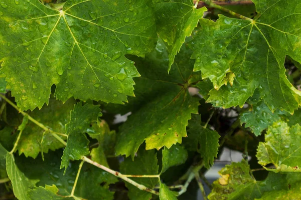 Vine leaves with drops of rain water. — Stock Photo, Image