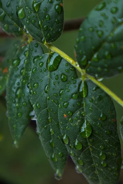 Zöld levél, csepp a eső víz. — Stock Fotó