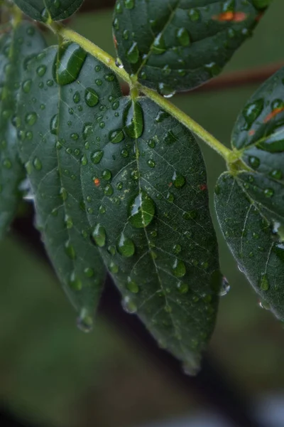 yağmur su damlaları ile yeşil yaprak.