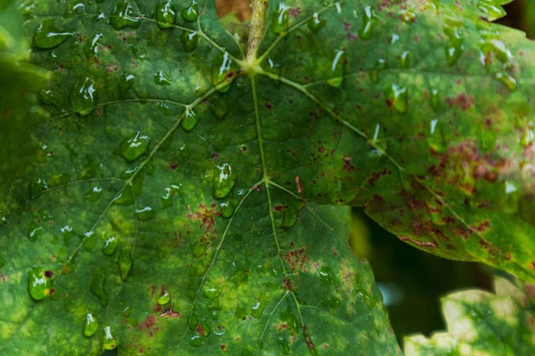Yağmur su damlaları ile asma yaprağı. — Stok fotoğraf