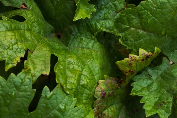 Vine leaves with drops of rain water. — Stock Photo, Image