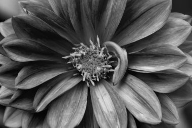 su yağmur damlası ile gül dahlia. Siyah beyaz versiyonu.