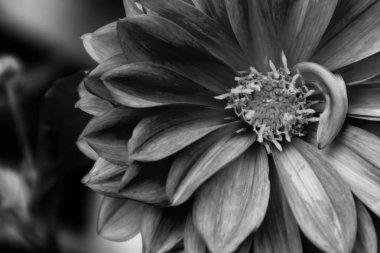 su yağmur damlası ile gül dahlia. Siyah beyaz versiyonu.