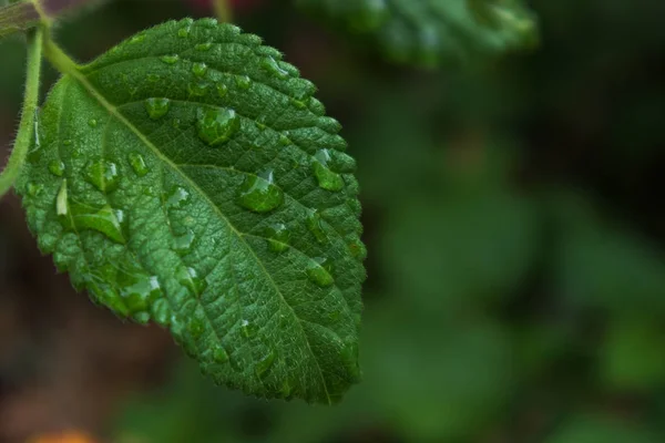 Green leaf with drops of rain water. — Stock Photo, Image