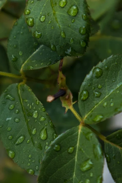 Foglia verde con gocce d'acqua piovana . — Foto Stock