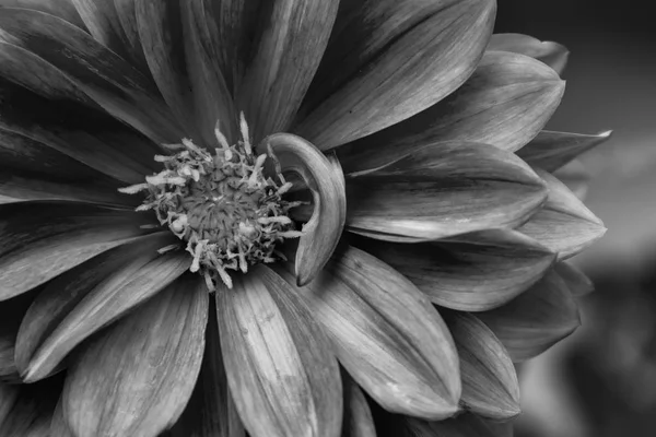 Rosa dalia con gota de lluvia de agua. Versión en blanco y negro . — Foto de Stock