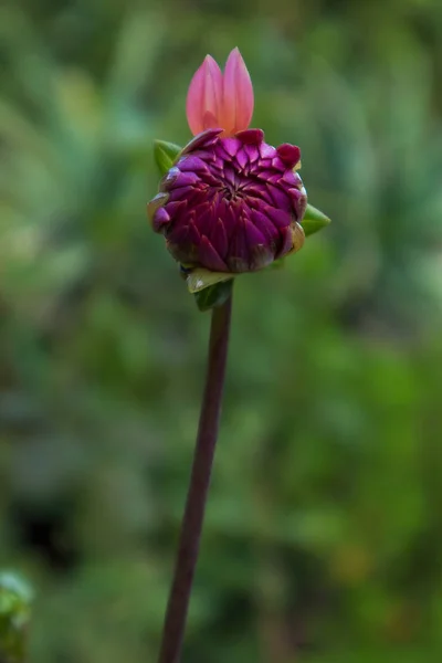 zinnias flower closed due to rain.