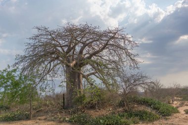 Afrika Baobap dramatik gökyüzü ile. Angola.