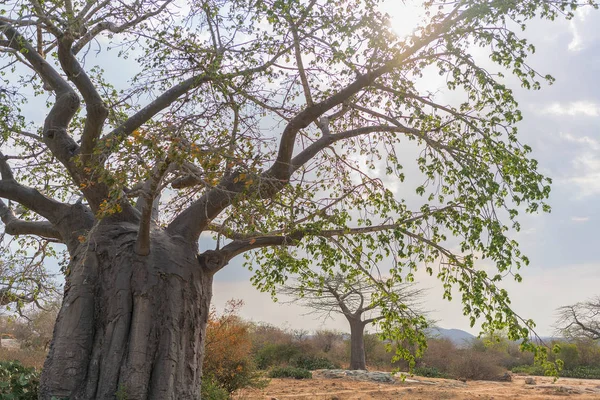 Baobab africain au ciel dramatique. Angola . — Photo
