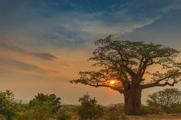 Beau coucher de soleil avec baobab. Lubango. Angola . — Photo