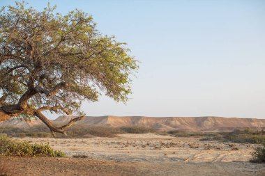 Eski ağaç sabah ışık ile çölde. Arka plan bulanık dağlarda. Namibe, Angola.