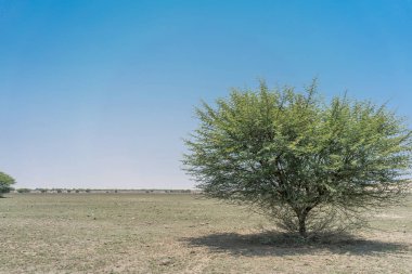 Namib Çölü vaha ağacında. Angola.