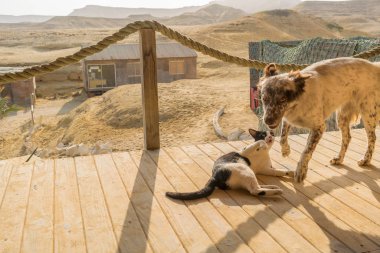 Köpek ve kedi oynuyor. Doğal ışık ile.