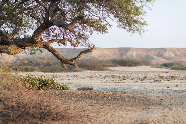 Vieil Arbre Dans Désert Avec Lumière Matin Montagnes Arrière Plan — Photo