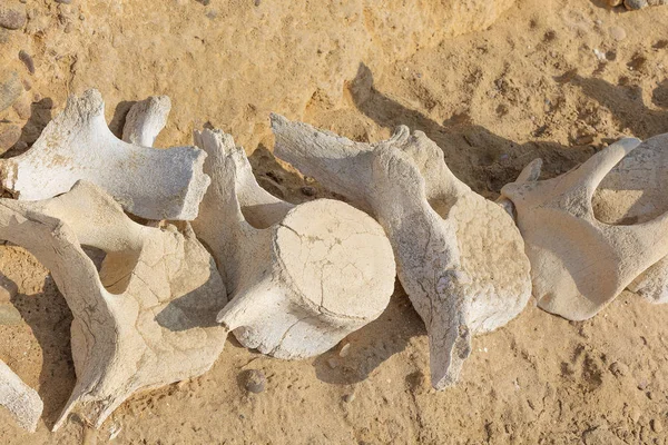 Дельфін Спостереження Китами Кістки Пустельних Пляжу Namibe Ангола — стокове фото