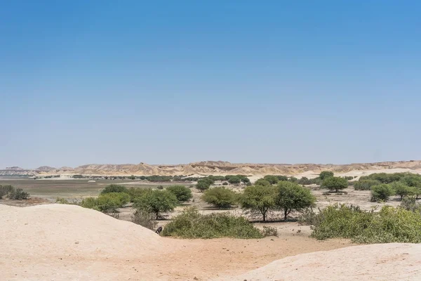 Oasis Seco Desierto Namibe Angola — Foto de Stock