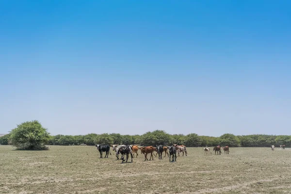Grupo Vacas Pastando Oasis Del Desierto Namib Angola — Foto de Stock